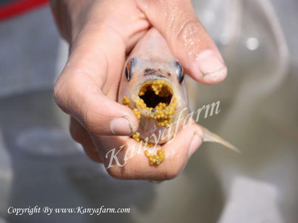 ไข่ปลาทับทิม (NILE TILAPIA)