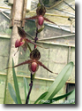 Paph.rothschildianum
