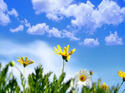 Overseas Student Protection Insurance 