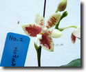 Paph.incribtionensis  No.2
