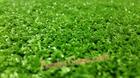 หญ้าเทียมปูพื้น 10 mm. สีเขียวเข้ม