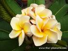 Plumeria "PETCHPATCHARAPORN" grafted plant