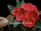 Crown of Thorns, Euphorbia 'Milii' "RED PRINCESS" Plant