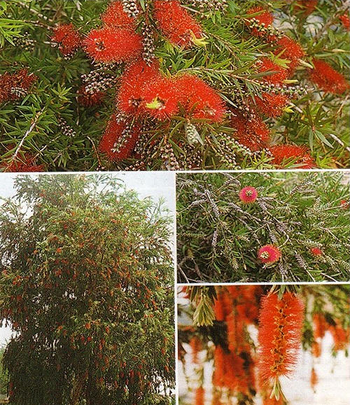 P57 ׹ - Ǵ͡ Salix babylonica L.