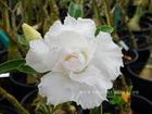 Rosy Adenium Obesum (Desert Rose) "SNOW WHITE" Grafted Plant