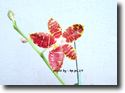 Paph.amboinensis Var.flavida "Nocole AM/AOS  x sel