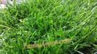 หญ้าเทียมปูพื้น 30 mm. สองสีสด