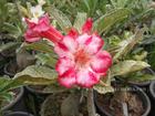 Variegated Adenium Obesum (Desert Rose) "HARRY" Grafted Plant