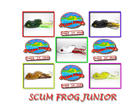 �����͡� SCUM FROG JUNIOR