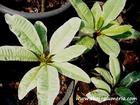 Variegated COMPACT Plumeria "DUANG SUREE" grafted plant