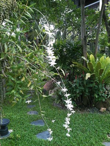 ชื่อวิทยาศาสตร์: Dendrobium crumenatum Sw.