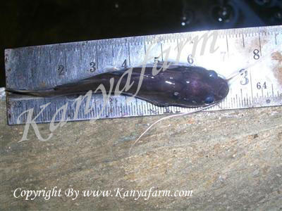 ปลากดคัง (Asian Redtail Catfish)