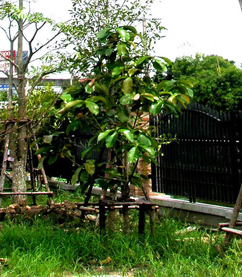 P18 ׹ -  Syzygium malaccense