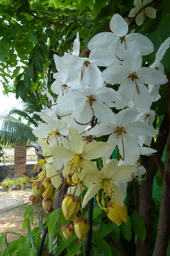 ราชพฤกษ์(ดอกขาว)Cassis fistula Linn.