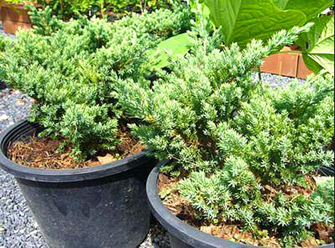 S39 - ʹ Juniperus procumbens