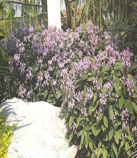 S59 -ǧ Pseuderanthemum andersonii Li
