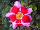 Adenium Obesum (Desert Rose) "SANTA CLAUS" Grafted Plant