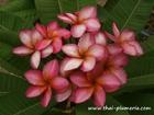Plumeria "GOLDEN RUBY" grafted plant