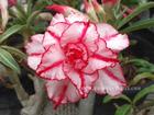 Rosy Adenium Obesum (Desert Rose) "CLASSIC" Grafted Plant