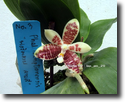 Paph.incribtionensis  No.3