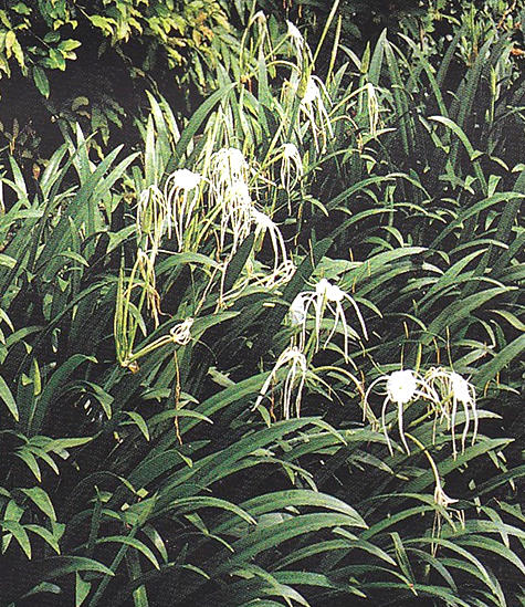 S47  - Ѻ֧˹ Hymenocallis