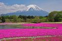 ทัวร์ญี่ปุ่น โตเกียว ฟูจิ ชมทุ่งดอกพิงค์มอส 4 วัน 3 คืน (TG)  เดินทาง 8 - 12 พ.ค. 57  ท่านละ  43,900 บาท