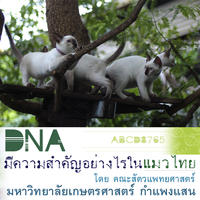 DNA สำคัญอย่างไรในแมวไทย