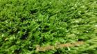 หญ้าเทียมปูพื้น 15 mm. สีเขียวเข้ม