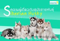 ǡѺعѢ¾ѹ  䫺¹ʡ (Siberian Husky) Ѻ§