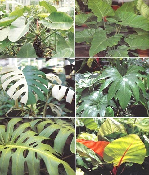 I06 -ഹ͹ Philodendron