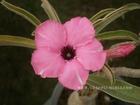 Adenium Obesum (Desert Rose) "DIAMOND RING" Grafted Plant