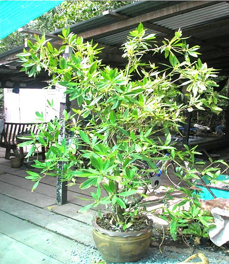 P16 ׹ -  Elaeocarpus grandiflorus