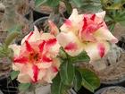 Rosy Adenium Obesum (Desert Rose) "SANG THONG" Grafted Plant