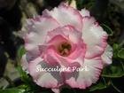 Rosy Adenium Obesum (Desert Rose) "PLOY PRAKAI" Grafted Plant