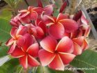 Plumeria "GINA RED" grafted plant