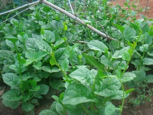B02 תѡǹ - ѡѧ Ceylon Spinach