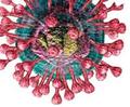 โคโรน่าไวรัส สายพันธุ์ใหม่ 2012 (Novel coronavirus) 
