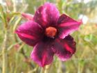 Adenium Obesum (Desert Rose) "SAKDA VIOLET" Grafted Plant