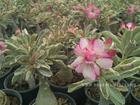 Variegated Adenium Obesum (Desert Rose) "BEST IN SIAM" Grafted Plant