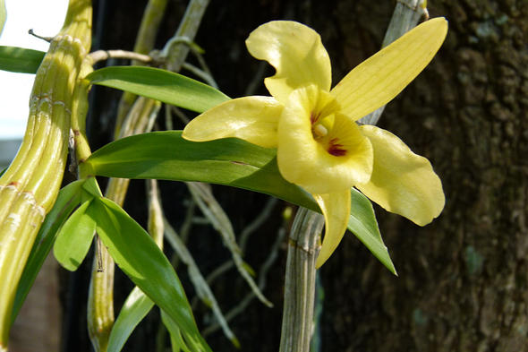 เหลืองจันทบูร Dendrobium friedericksianum