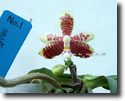 Paph.incribtionensis  No.1