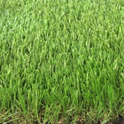 ขาย หญ้าเทียม (ใบหญ้าหนา) ความสูง 3 ซม. DG-3SC Smarty C shape (3SC มีหญ้าแห้ง)  ราคา 299 บาท/ตรม.